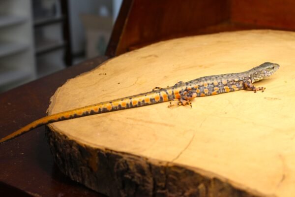 Jacarerana (Crocodilurus amazonicus) – Macho – Id 900263002515935 - Image 2