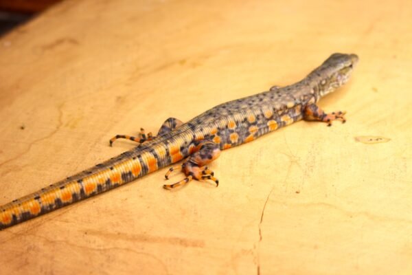 Jacarerana (Crocodilurus amazonicus) – Macho – Id 900263002515935 - Image 3