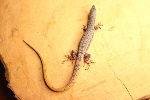 Jacarerana (Crocodilurus amazonicus) – Macho – Id 900263002515935