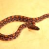 VENDIDO - Jibóia arco-íris da Amazônia (Epicrates cenchria) – Macho – Id 900263002515981