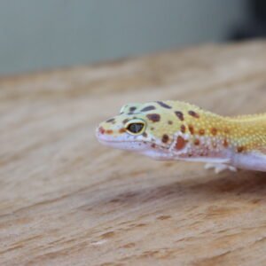 Leopard gecko (Eublepharis macularius) – Macho – Id 900263002515931