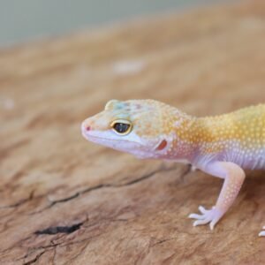 Leopard gecko (Eublepharis macularius) – Macho – Id 900263002515932