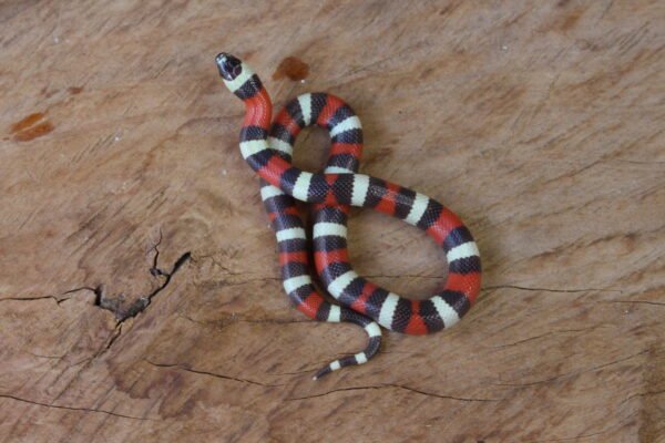 VENDIDO - Milksnake (Lampropeltis triangulum) – Fêmea – Id 900263002515974