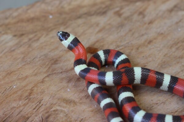 VENDIDO - Milksnake (Lampropeltis triangulum) – Fêmea – Id 900263002515974 - Image 3