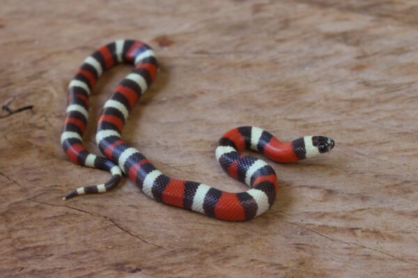 VENDIDO - Milksnake (Lampropeltis triangulum) – Fêmea – Id 900263002515974 - Image 2
