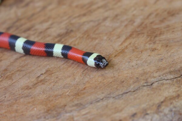 VENDIDO - Milksnake (Lampropeltis triangulum) – Macho – Id 900263002515976 - Image 2