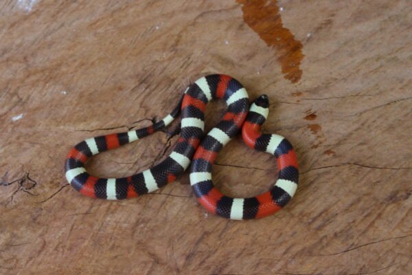 VENDIDO - Milksnake (Lampropeltis triangulum) – Macho – Id 900263002515976