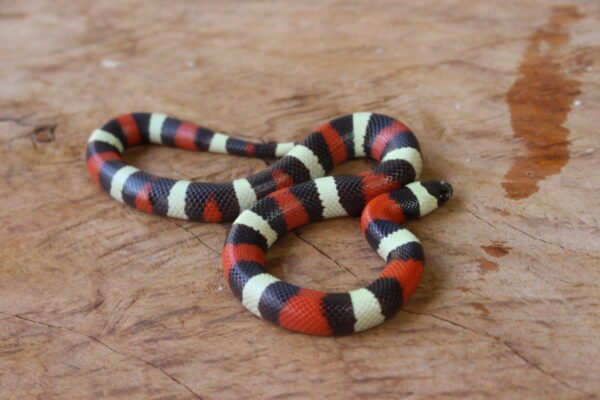 VENDIDO - Milksnake (Lampropeltis triangulum) – Macho – Id 900263002515976 - Image 3