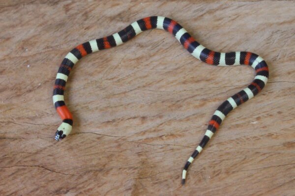 VENDIDO - Milksnake (Lampropeltis triangulum) – Macho – Id 900263002515977 - Image 3
