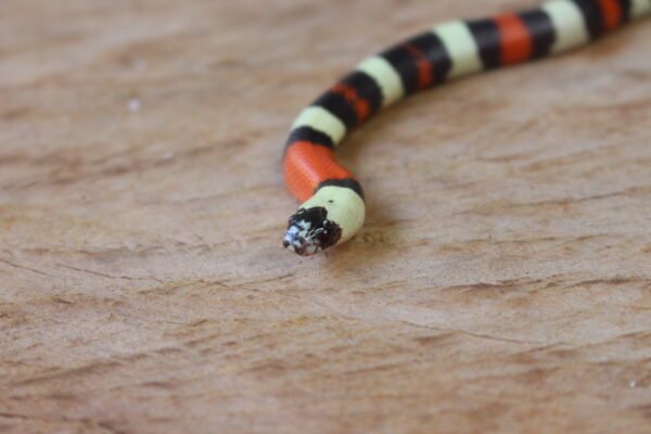 VENDIDO - Milksnake (Lampropeltis triangulum) – Macho – Id 900263002515977 - Image 4