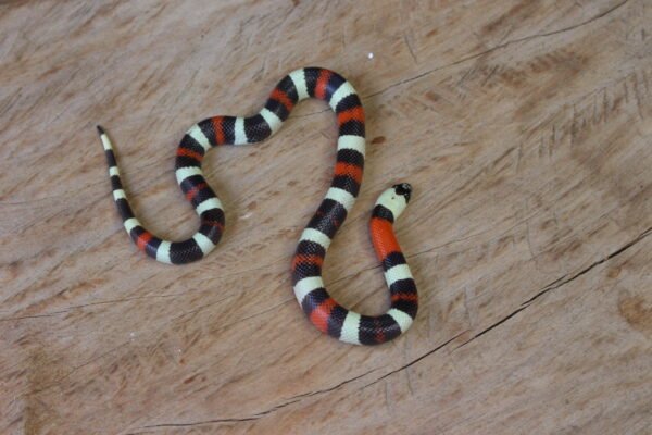 VENDIDO - Milksnake (Lampropeltis triangulum) – Macho – Id 900263002515977 - Image 2