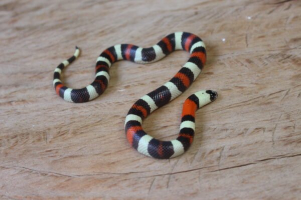 VENDIDO - Milksnake (Lampropeltis triangulum) – Macho – Id 900263002515977