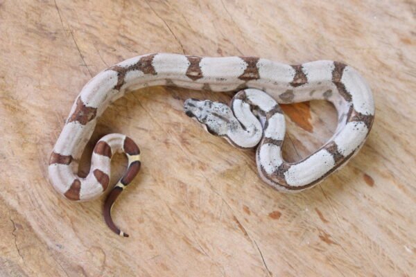 Jibóia da América Central (Boa constrictor imperator) – Macho – Id 900263002515993  Padrão Pastel