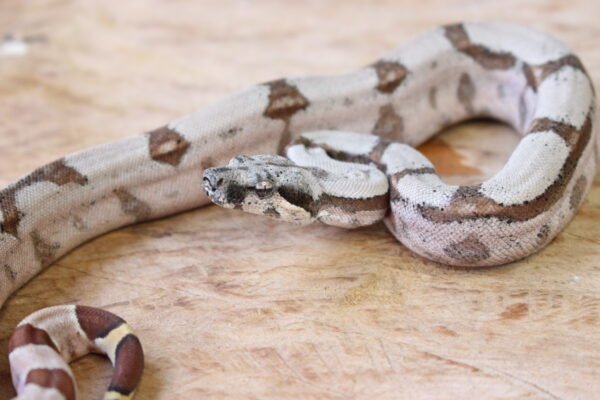 Jibóia da América Central (Boa constrictor imperator) – Macho – Id 900263002515993  Padrão Pastel - Image 3