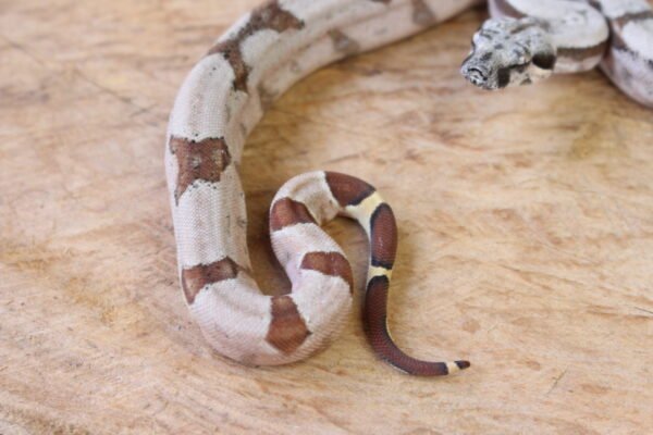 Jibóia da América Central (Boa constrictor imperator) – Macho – Id 900263002515993  Padrão Pastel - Image 2