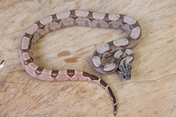 Jibóia da América Central (Boa constrictor imperator) – Macho – Id 900263002515994  Padrão Pastel