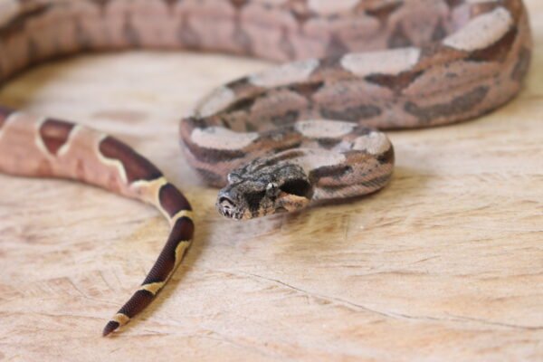 Jibóia da América Central (Boa constrictor imperator) – Macho – Id 900263002515994  Padrão Pastel - Image 3
