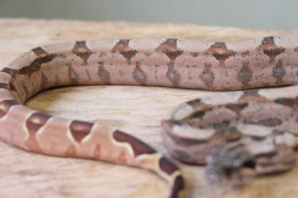Jibóia da América Central (Boa constrictor imperator) – Macho – Id 900263002515994  Padrão Pastel - Image 2