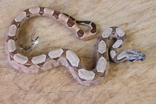 Jibóia da América Central (Boa constrictor imperator) – Macho – Id 900263002515995  Padrão Pastel