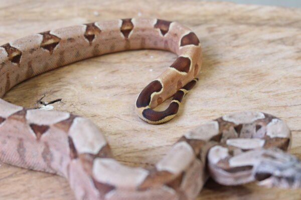 Jibóia da América Central (Boa constrictor imperator) – Macho – Id 900263002515995  Padrão Pastel - Image 2