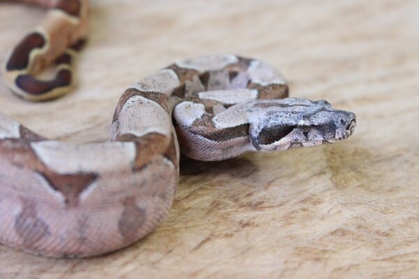 Jibóia da América Central (Boa constrictor imperator) – Macho – Id 900263002515995  Padrão Pastel - Image 3
