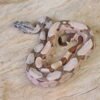 VENDIDO - Jibóia da América Central (Boa constrictor imperator) – Fêmea – Id 900263002515996  Padrão Pastel
