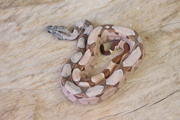 VENDIDO - Jibóia da América Central (Boa constrictor imperator) – Fêmea – Id 900263002515996  Padrão Pastel