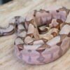 VENDIDO - Jibóia da América Central (Boa constrictor imperator) – Fêmea – Id 900263002515996  Padrão Pastel - Image 3