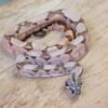VENDIDO - Jibóia da América Central (Boa constrictor imperator) – Fêmea – Id 900263002515996  Padrão Pastel - Image 2