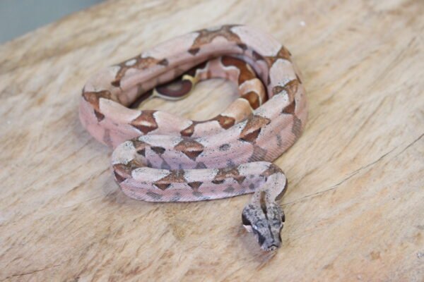 VENDIDO - Jibóia da América Central (Boa constrictor imperator) – Fêmea – Id 900263002515996  Padrão Pastel - Image 2