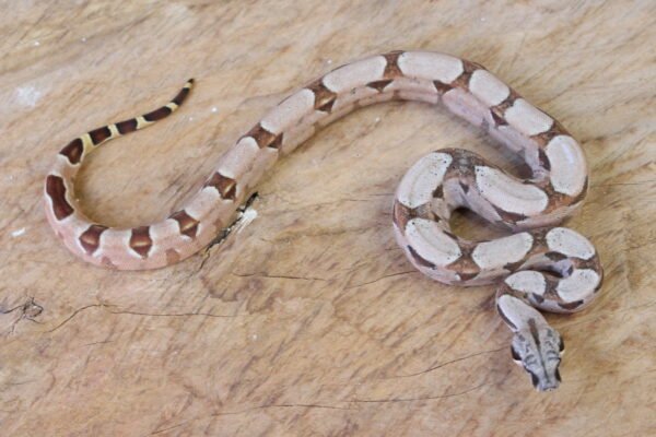 Jibóia da América Central (Boa constrictor imperator) – Fêmea – Id 900263002515997  Padrão Pastel - Image 3