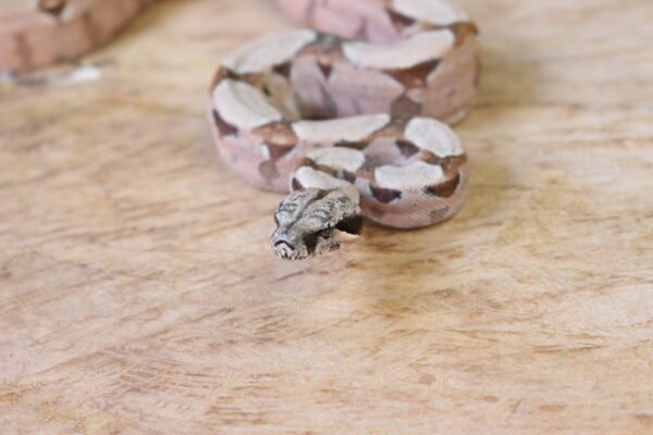 Jibóia da América Central (Boa constrictor imperator) – Fêmea – Id 900263002515997  Padrão Pastel - Image 2