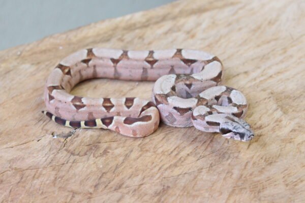 Jibóia da América Central (Boa constrictor imperator) – Fêmea – Id 900263002515997  Padrão Pastel