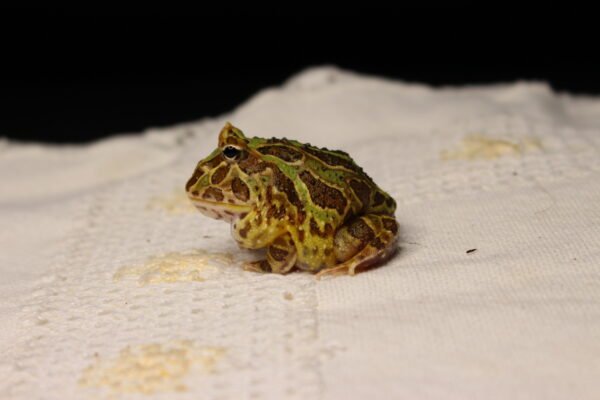 Sapo Pacman (Ceratophrys cranwelli) – Sexo Indeterminado – Id 900263002408286 - Image 2