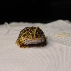 Sapo Pacman (Ceratophrys cranwelli) – Sexo Indeterminado – Id 900263002408286