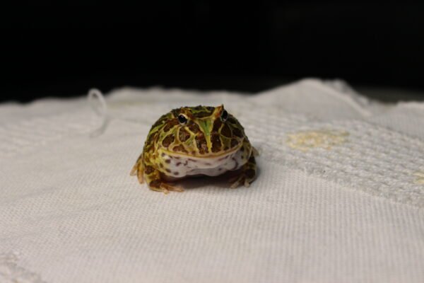 Sapo Pacman (Ceratophrys cranwelli) – Sexo Indeterminado – Id 900263002408286