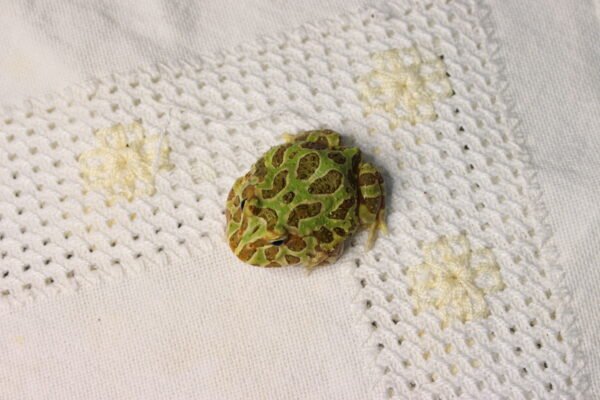 Sapo Pacman (Ceratophrys cranwelli) – Sexo Indeterminado – Id 900263002408260 - Image 3