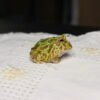 Sapo Pacman (Ceratophrys cranwelli) – Sexo Indeterminado – Id 900263002408260 - Image 2
