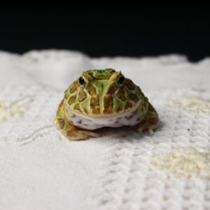 Sapo Pacman (Ceratophrys cranwelli) – Sexo Indeterminado – Id 900263002408260