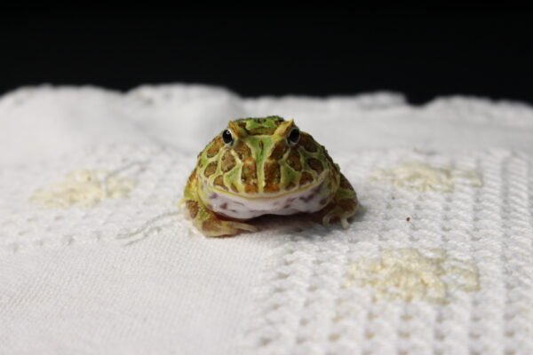 Sapo Pacman (Ceratophrys cranwelli) – Sexo Indeterminado – Id 900263002408260
