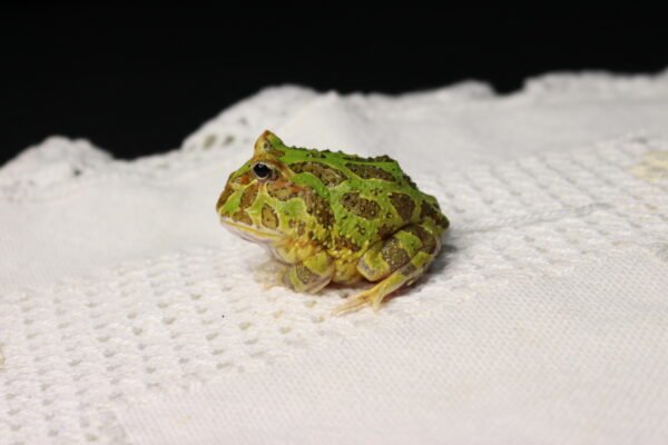 Sapo Pacman (Ceratophrys cranwelli) – Sexo Indeterminado – Id 900263002408300 - Image 2