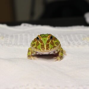 Sapo Pacman (Ceratophrys cranwelli) – Sexo Indeterminado – Id 900263002408300