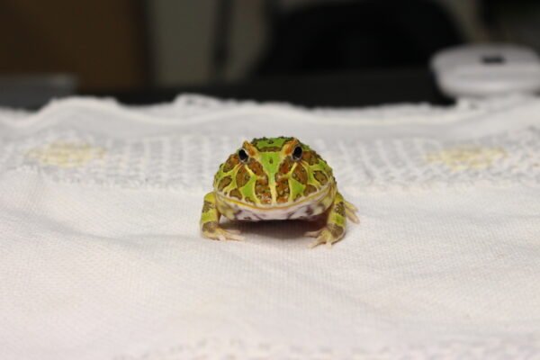 Sapo Pacman (Ceratophrys cranwelli) – Sexo Indeterminado – Id 900263002408300