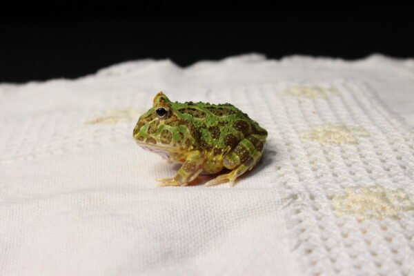 Sapo Pacman (Ceratophrys cranwelli) – Sexo Indeterminado – Id 900263002408299 - Image 3