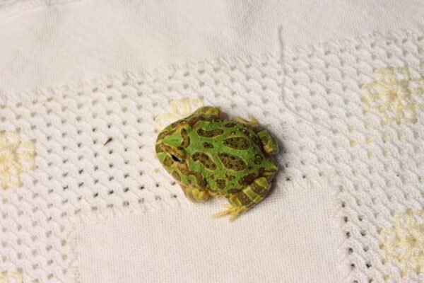 Sapo Pacman (Ceratophrys cranwelli) – Sexo Indeterminado – Id 900263002408299 - Image 4