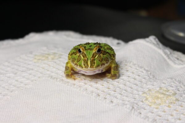 Sapo Pacman (Ceratophrys cranwelli) – Sexo Indeterminado – Id 900263002408299 - Image 2