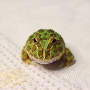 Sapo Pacman (Ceratophrys cranwelli) – Sexo Indeterminado – Id 900263002408299