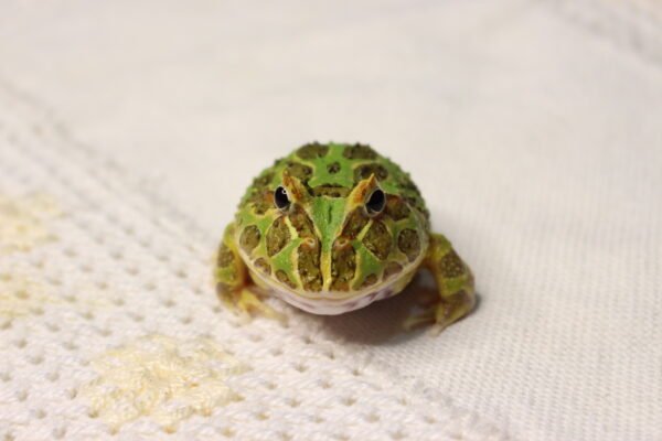 Sapo Pacman (Ceratophrys cranwelli) – Sexo Indeterminado – Id 900263002408299