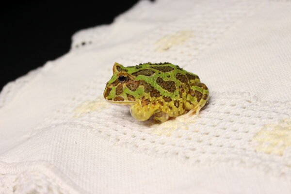 Sapo Pacman (Ceratophrys cranwelli) – Sexo Indeterminado – Id 900263002408255 - Image 3