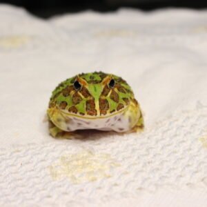 Sapo Pacman (Ceratophrys cranwelli) – Sexo Indeterminado – Id 900263002408255